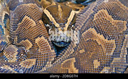 Hieroglyphen Python oder Felspython (lat. Python sebae ist eine sehr große, nicht giftige Schlange aus echten Pythons Stockfoto