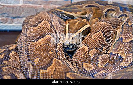 Hieroglyphen Python oder Felspython (lat. Python sebae ist eine sehr große, nicht giftige Schlange aus echten Pythons Stockfoto