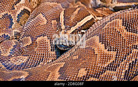 Hieroglyphen Python oder Felspython (lat. Python sebae ist eine sehr große, nicht giftige Schlange aus echten Pythons Stockfoto