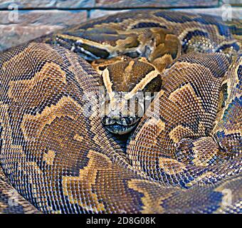 Hieroglyphen Python oder Felspython (lat. Python sebae ist eine sehr große, nicht giftige Schlange aus echten Pythons Stockfoto