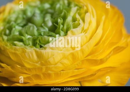 Ranunculus Blume über Papier Hintergrund, Nahaufnahme Stockfoto