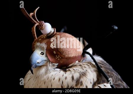 Falknerei Vereinigte Arabische Emirate (VAE) Stockfoto