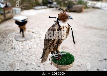 Falknerei Vereinigte Arabische Emirate (VAE) Stockfoto