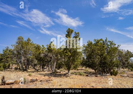 Sonniger Blick auf das Walnut Canyon National Monument in Arizona Stockfoto