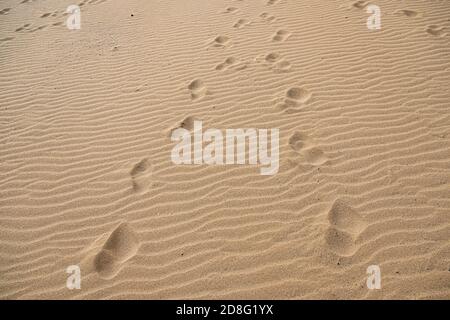 Porto Santo Beach - Vila Baleira Stockfoto