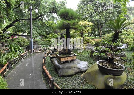 Chengdu, Chengdu, China. Oktober 2020. DER CHINA-Wuhou Tempel in Chengdu, Provinz Sichuan, der von Touristen oft übersehen wird, ist eine Kunst des "Sichuan Bonsai", die die Menschen dazu bringt, einen Topf aufzuziehen. Quelle: SIPA Asia/ZUMA Wire/Alamy Live News Stockfoto