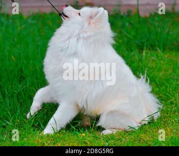 Hunderasse Samoyed oder Samoyed Hund, Samoyed Husky, Samoyed Spitz auf einem Spaziergang an einem Sommertag Stockfoto