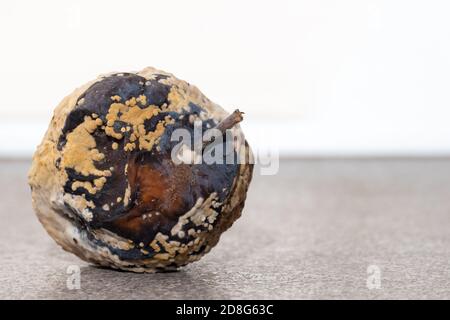 Verdorbene verfaulte Apfel, Nahaufnahme, Kopierraum. Unsachgemäße Lagerung von Früchten. Schimmelige Textur auf dem Apfel. Gefährliche Lebensmittel Stockfoto