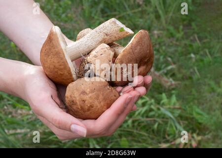 Nahaufnahme der weiblichen Hände halten Pilze im Wald gesammelt. Frisch, lecker, Steinpilz. Gesunde Ernährung Konzept Stockfoto