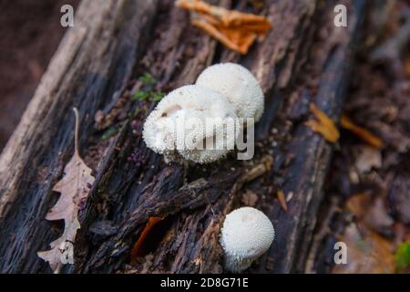 Gewöhnliche Kugelpilze, Lycoperdon perlatum, wächst auf einem toten, verrotteten Baumstamm Stockfoto