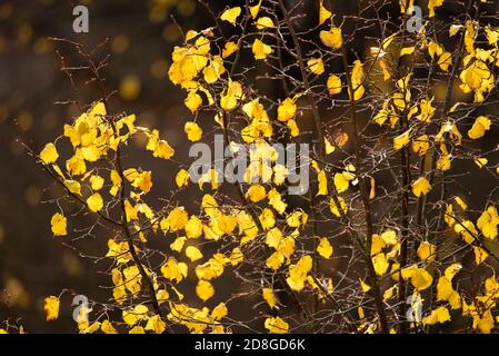 Leuchtend gelbe Herbstblätter auf einem Baum Stockfoto