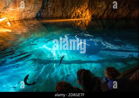 Forelle im Lac Souterrain de Saint-Léonard, Wallis Stockfoto