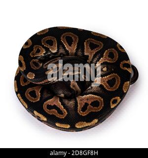 Draufsicht zusammengerollte Baby-Hündin Ballpython aka Python regius, isoliert auf weißem Hintergrund. Stockfoto