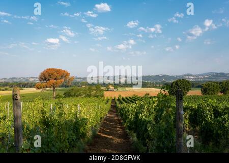 Die Hügel mit Weinbergen des Chianti bedeckt. Tucany, Italien. Stockfoto