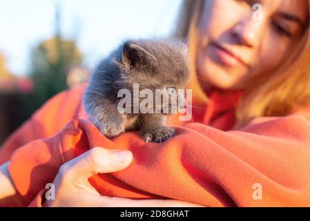 Graue Katze in den Händen. Kätzchen lächelnd sitzt in der Tasche der orangefarbenen Kleidung. Speicherplatz kopieren. Stockfoto