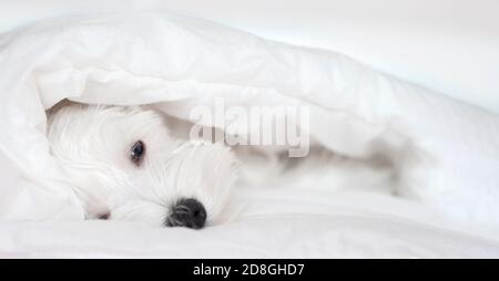 Schlafender weißer Welpe unter weißer Decke, schlafender Schnauzer. Hochwertige Fotos Stockfoto