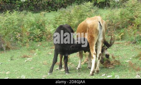 Kalb trinkt Milch von seiner Mutter, Sauger im Mund Stockfoto