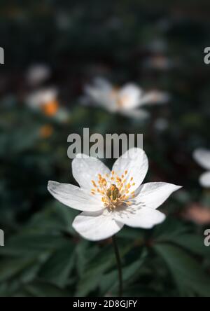 Erste Frühlingsblumen. Anemone sylvestris (Schneefupfenanemon) Stockfoto
