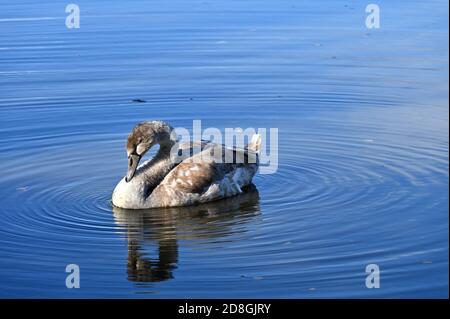 Ein Jungschwan preens sich auf dem Oxford Canal in der Nähe Das Dorf Adderbury Stockfoto