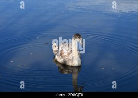 Ein Jungschwan preens sich auf dem Oxford Canal in der Nähe Das Dorf Adderbury Stockfoto