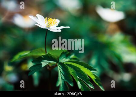 Frühling und Natur. Anemonen erste Frühlingsblumen. Anemone sylvestris, Schneeglöt Anemone Blume. Stockfoto