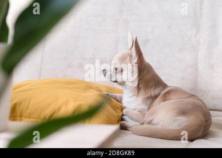 Chihuahua Hund liegt auf gelben Kissen in der Nähe der Pflanze. Welpen entspannen sich auf dem Sofa Stockfoto