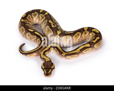 Baby weiblich Lesser Pastel Ballpython aka Python Regius. Draufsicht. Isoliert auf weißem Hintergrund. Stockfoto