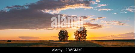 Sonne Scheint Durch Baumdach. Bäume Wälder In Meadow Während Sonnenuntergang Sonnenaufgang. Helle Bunte Dramatische Himmel Und Dunklen Boden Mit Bäumen Silhouetten Stockfoto