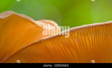 Hinterleuchtete Chanterelle Pilze, Cantharellus cibarius, mit Sonne durch die Kiemen gegen EINEN grünen Hintergrund Stockfoto