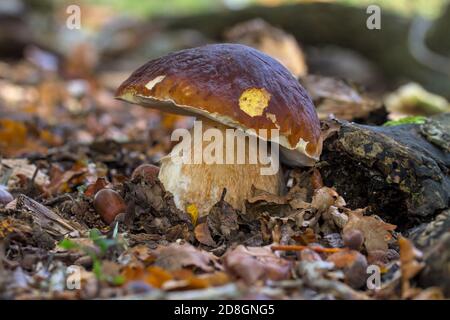 Penny Bun, Boletus edulis, Growing Wild Among Leaves on the Forest Floor UK Stockfoto