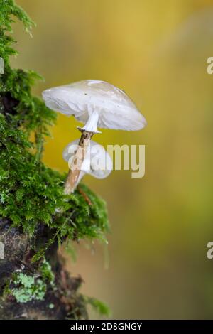 Glitzern, Durchscheinend, Weiß, schleimig, porzellan-Pilz, Oudemansiella mucida, wächst in Moos an der Seite Eines Baumes. VEREINIGTES KÖNIGREICH Stockfoto