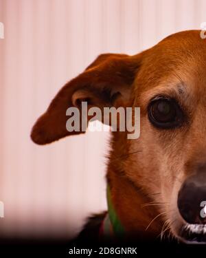 Vertikale Nahaufnahme der Hälfte des Gesichtes der Hunde Stockfoto