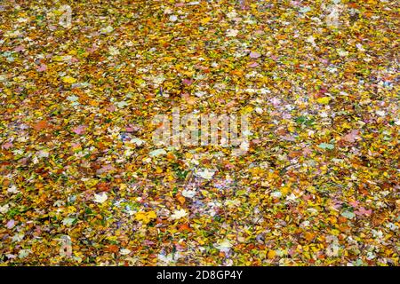 Bunte Blätter, Laub, im Herbst, schwimmen auf der Oberfläche eines Teichs, Stockfoto