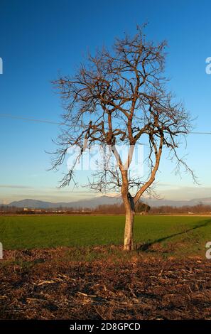 Cazzago San Martino (Bs), Franciacorta, Italien, ein Baum in den Feldern Stockfoto