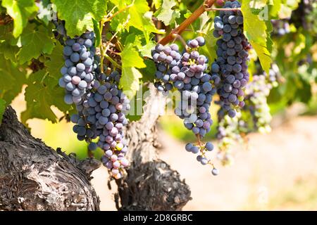 Nahaufnahme der Trauben auf einem Weinberg im Colchagua Tal In Chile Stockfoto