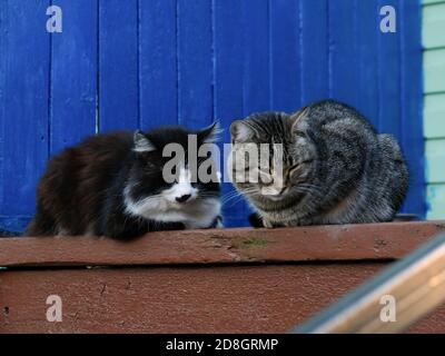 Zwei Katzen schlafen in der Nähe des Eingangs zum Dorfhaus. Stockfoto