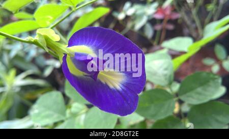 Clitoria ternatea allgemein bekannt als asiatische Taubenflügel oder bluebellvine oder Blaue Erbsenblume Stockfoto