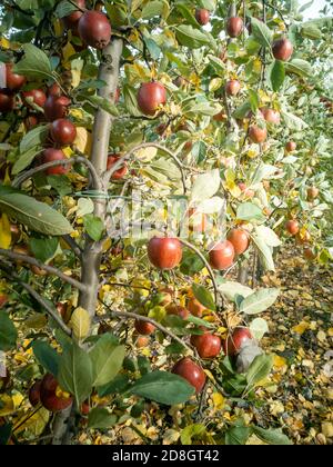 Apfelbäume in einem Obstgarten namens 'Altes Land' in der Nähe von Hamburg, Deutschland. Stockfoto