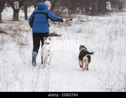 Frau nimmt kleines Seil in die rechte Hand, während sie weiter läuft Ein schneebedeckter Boden mit zwei Mischlingshunden im Winter Saison Stockfoto