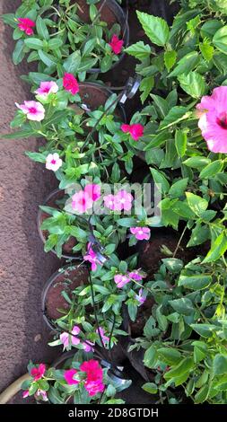 Landschaftlich schöne Aussicht auf Catharanthus Blumen auch als periwinkle oder genannt Sadabahar Blume Pflanze Stockfoto