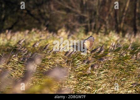 Die Rohrdommel vom Schilfbett. Stockfoto