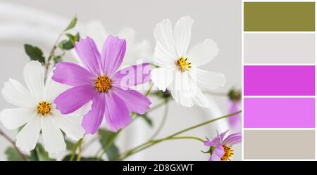 Farblich passende Palette von bunten Blumenstrauß Kosmos Blumen, natürlichen Hintergrund Stockfoto