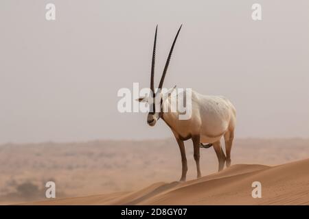 Arabian Oryx - Antelope in der Wüste von Dubai Stockfoto