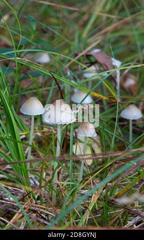 Kleine Pilze im Wald.Mycena filopes Pilz. Stockfoto