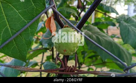 Früchte von Datura alba oder Thorn Apfel, Apfel von Peru, Grüner Thorn Apfel, Hindu Datura, Metel. Früchte der Teufel Trompete, Datura metel. Stockfoto