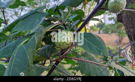 Früchte von Datura alba oder Thorn Apfel, Apfel von Peru, Grüner Thorn Apfel, Hindu Datura, Metel. Stockfoto