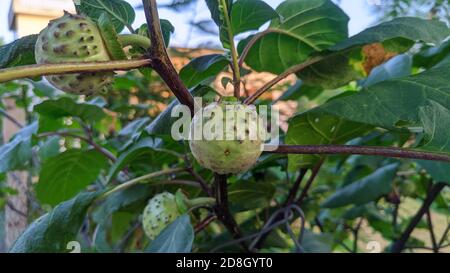 Datura innoxia grüne Frucht. Es ist auch als Datura wrightii oder heilige Datura bekannt. Hinduistische Datura (Datura metel) in der Zeit des Fruchtens Stockfoto