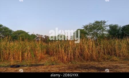 Reife Hirse Ernte und ehrfürchtigen Hintergrund. Pearl Millet Feld in Rajasthan Indien. Die Ernte ist bekannt als Bajra oder Bajri Landwirtschaft Stockfoto