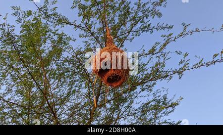 Nest der Finken Vögel Nest hängen auf dem Baum an der lokalen in Indien stellt die Fülle der Natur. Stockfoto