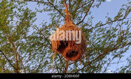Vogelnest hängt von einem Zweig des Baumes in Jaipur, Indien. Stockfoto